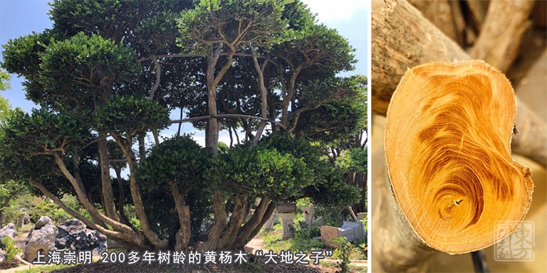 乐清黄杨木雕摆件/把玩件：招财弥勒（孤品）