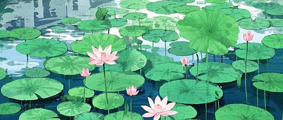 莲荷诗赋，盛夏醉美