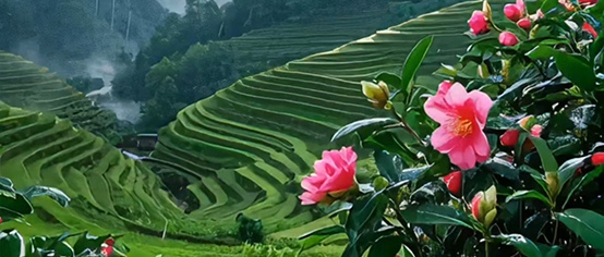 山茶花开春未归，春归正值花盛时